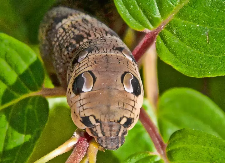 snake mimic caterpillar