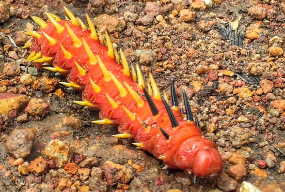Saturnia pavonia caterpillar