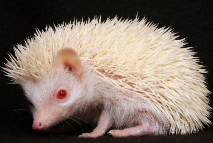albino animals