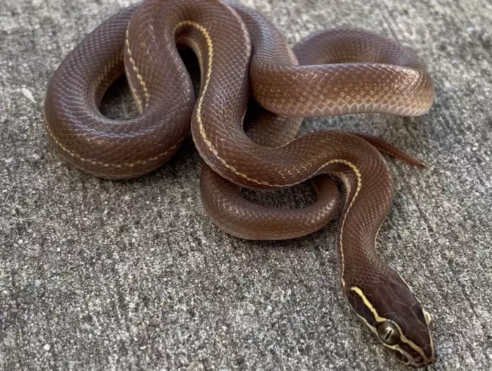 elephant trunk snake habitat