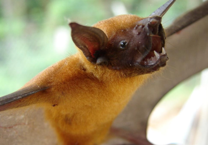 lesser bulldog bat