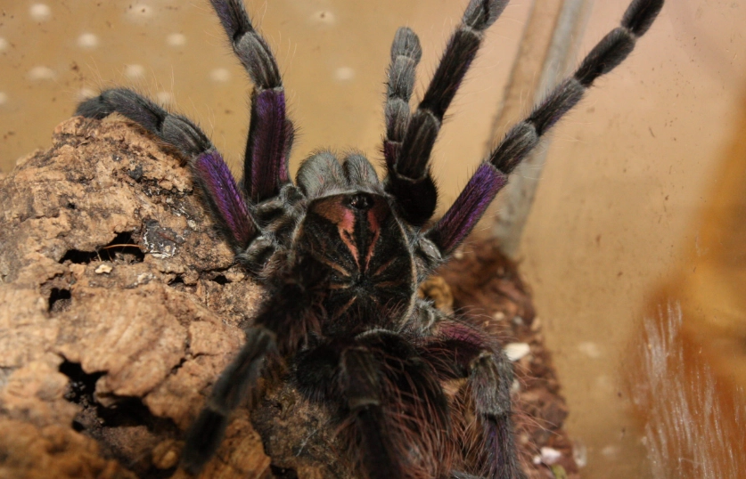 purple bloom tarantula care