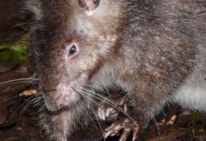 New Guinea giant rat New Guinea giant rat