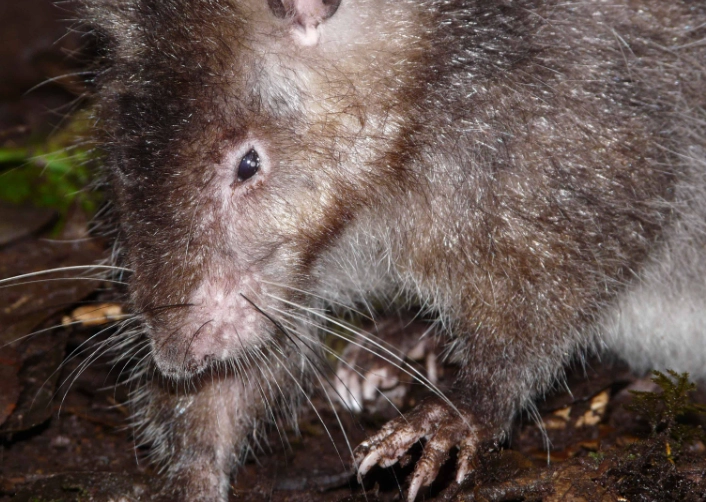 Bosavi woolly rat danger