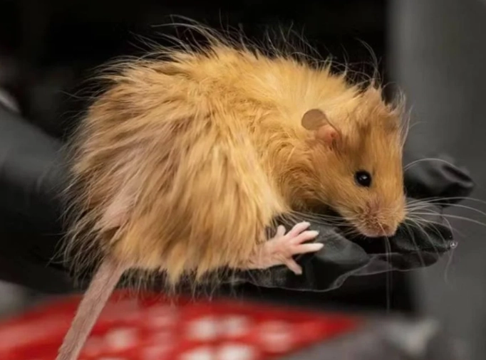 Papua New Guinea wildlife facts