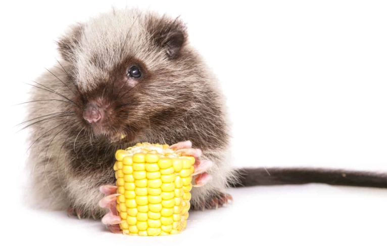 woolly giant rat care woolly giant rat care