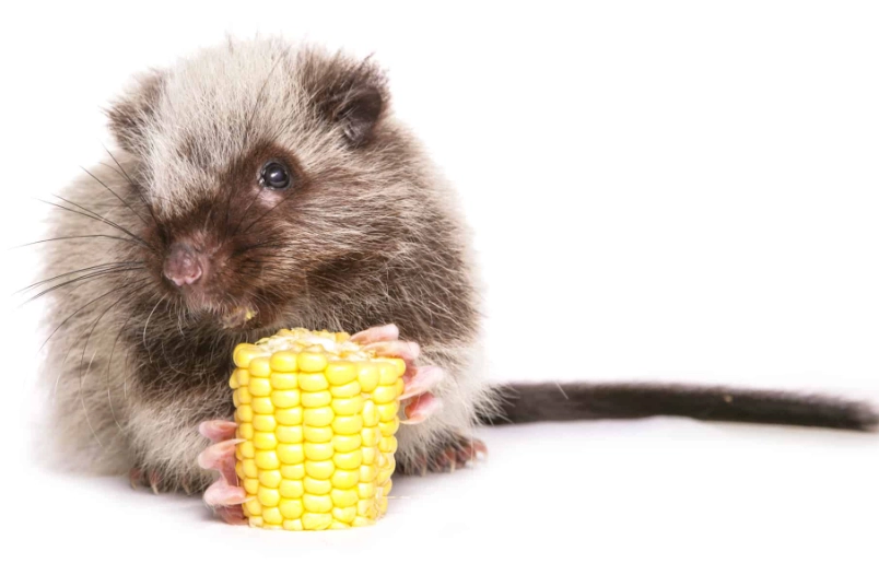 woolly giant rat care woolly giant rat care