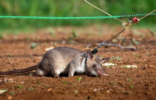 Bosavi woolly rat danger