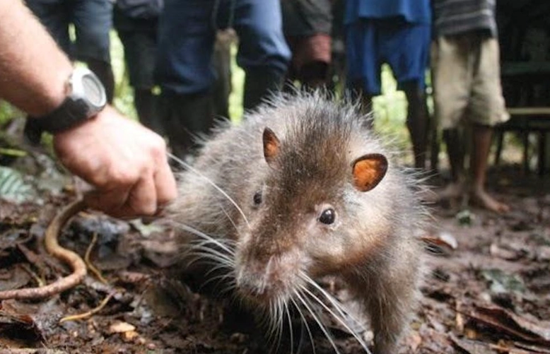 feeding woolly giant rat feeding woolly giant rat