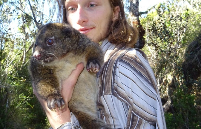 Mallomys gunung Mallomys gunung