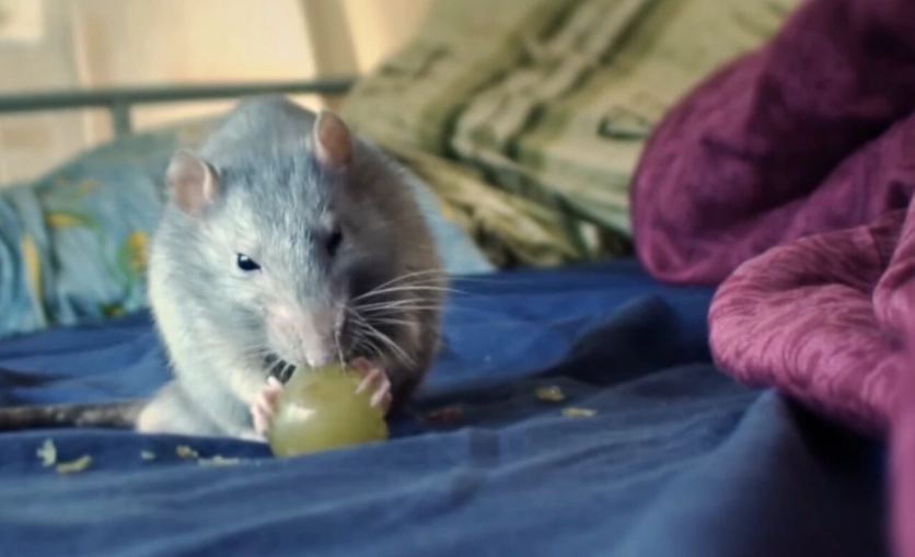 Woolly giant rat diet