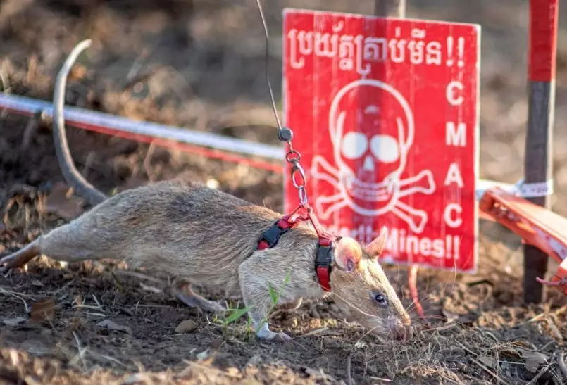 volcano rat species volcano rat species