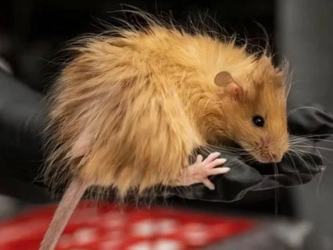 Mallomys gunung Mallomys gunung