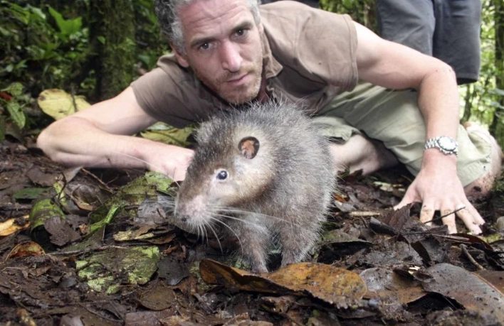 volcano rat species volcano rat species