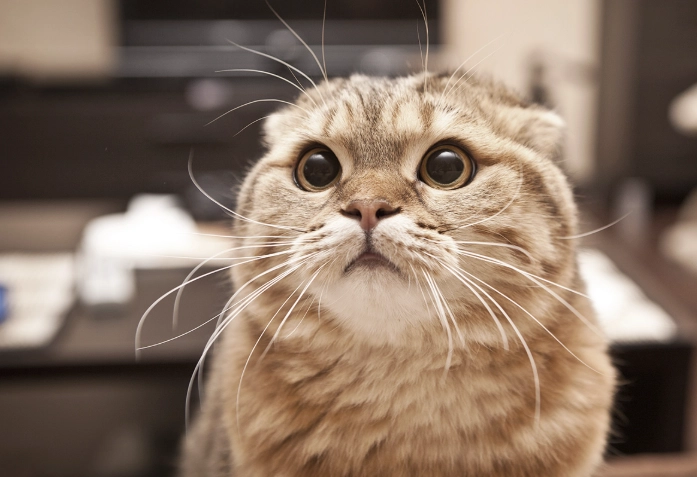 silent killer of cats