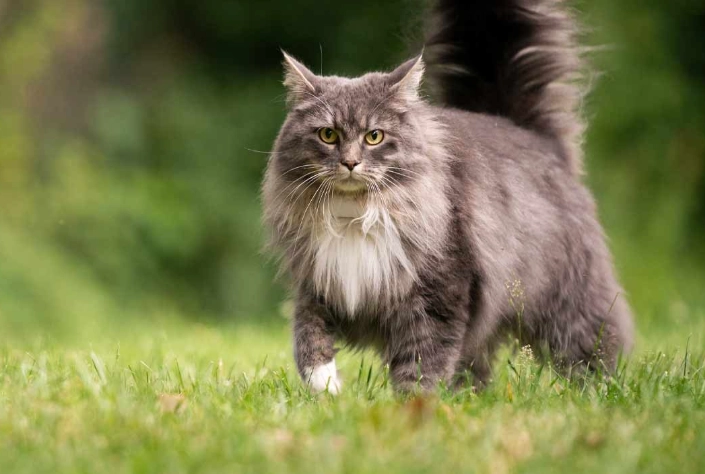 cat kidney failure symptoms