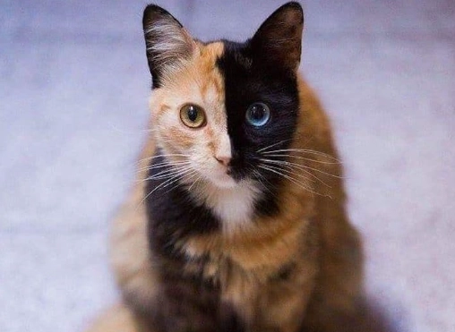 cats with unusual faces