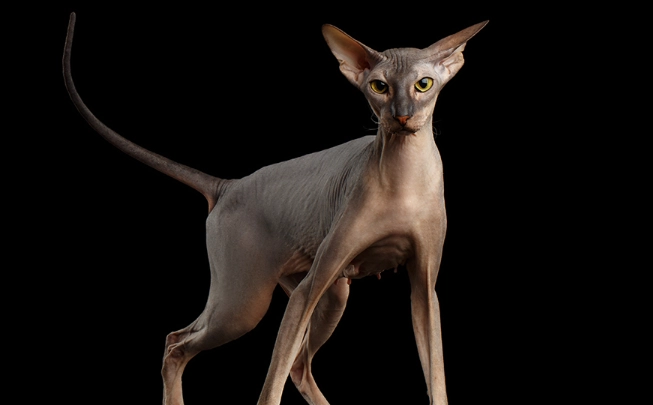 weird face cat breed