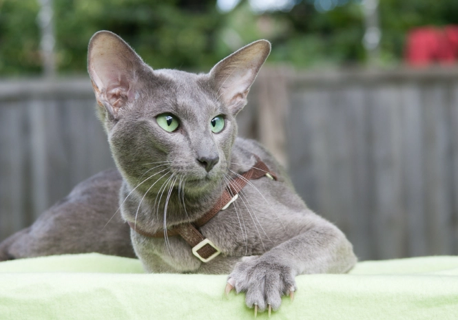 cat breeds with large ears