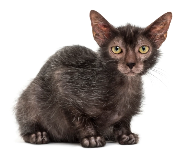 weird cat breed names