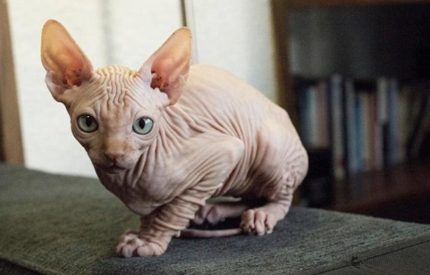 weird cat breed names