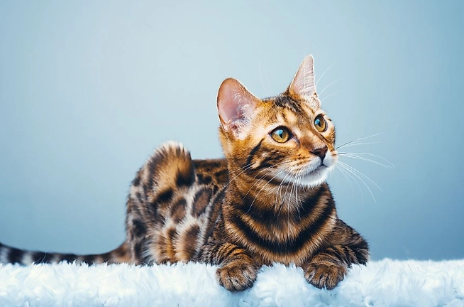 rare cat breeds