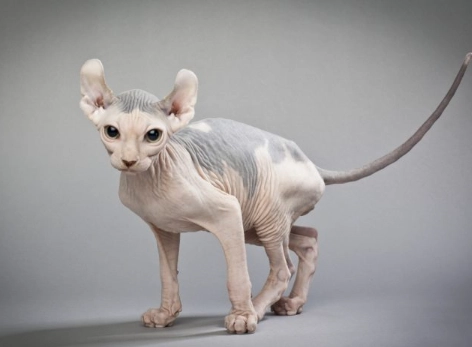 big eared cat breeds