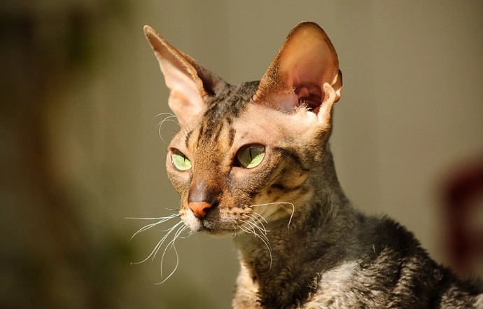 most expensive cat breed