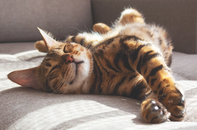 chronic kidney disease in cats