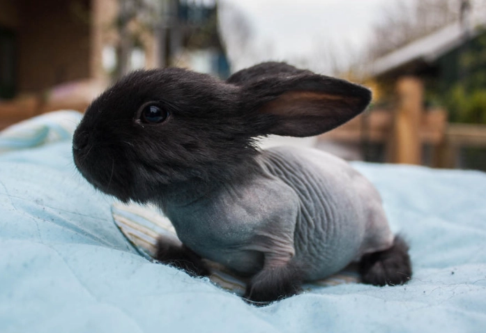 hairless rabbit care