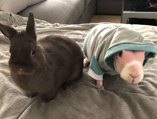 sphynx rabbit care