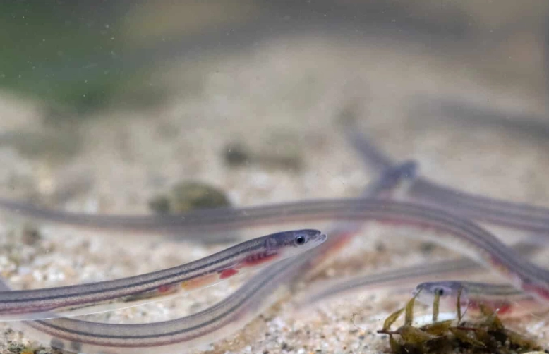 baby eel name