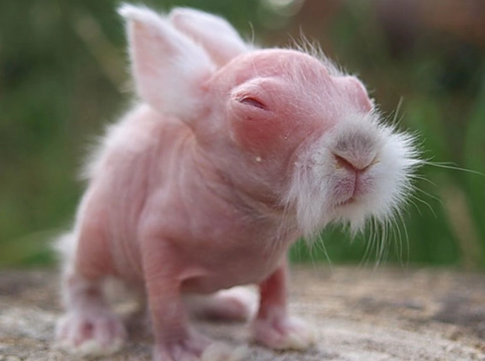 hairless rabbit