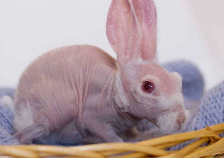 are hairless rabbits rare