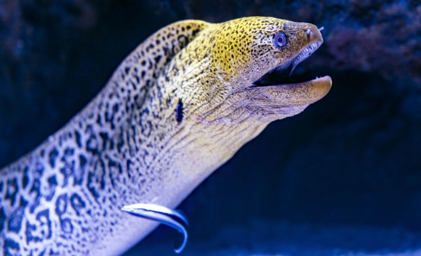 small eel called