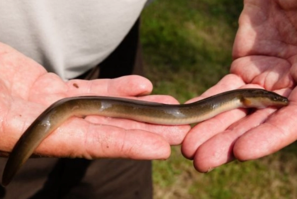 what is a baby eel called