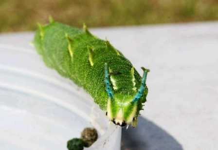 Japanese emperor caterpillar sting