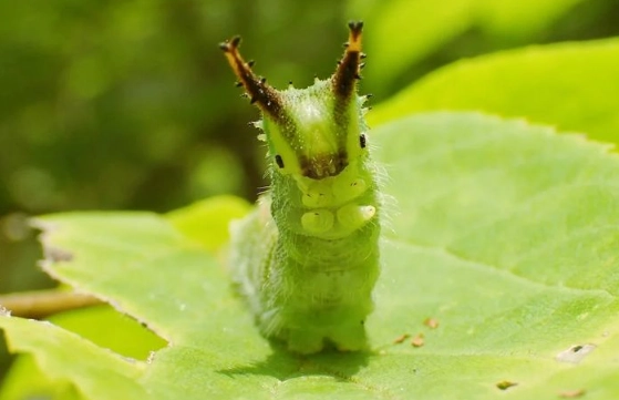 Japanese emperor caterpillar poisonous