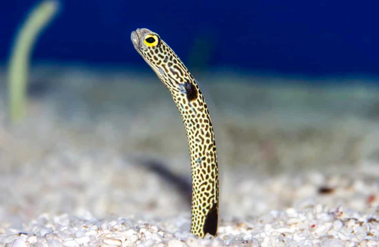 small eel called