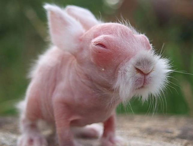 hairless rabbit breed