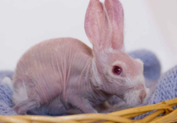 Can you get a hairless rabbit?