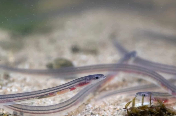 what is a baby eel called