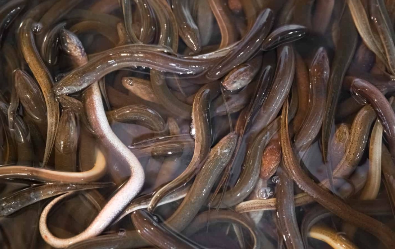 glass eels