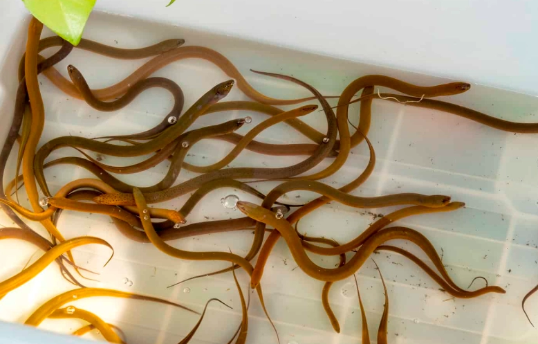 glass eels