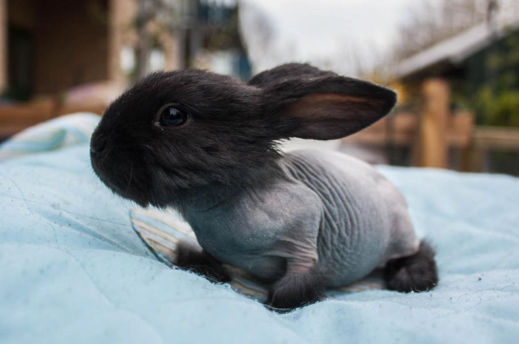 bald rabbit