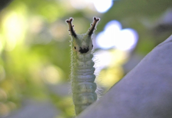 Saturnia japonica caterpillar