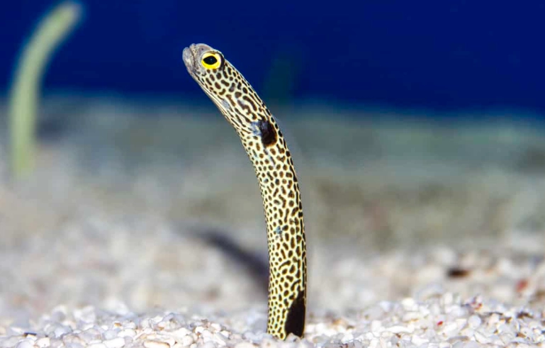 baby eels