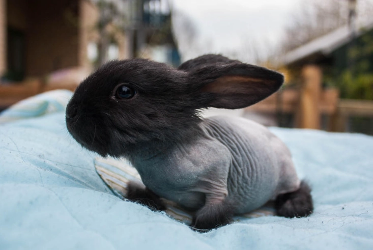 hairless rabbit breed