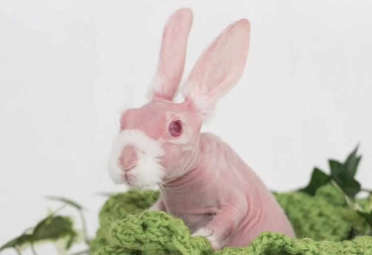 hairless rabbit