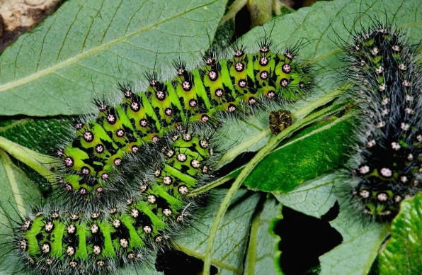 Japanese emperor caterpillar sting